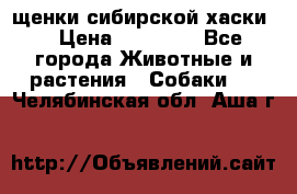 щенки сибирской хаски  › Цена ­ 10 000 - Все города Животные и растения » Собаки   . Челябинская обл.,Аша г.